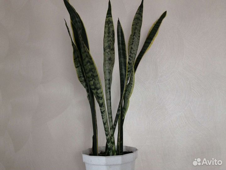 Цветы домашние