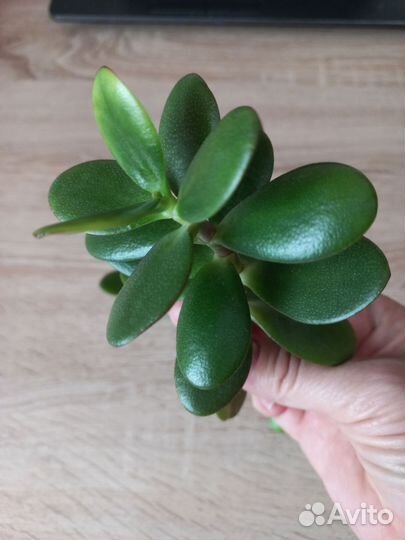 Толстянка отростки