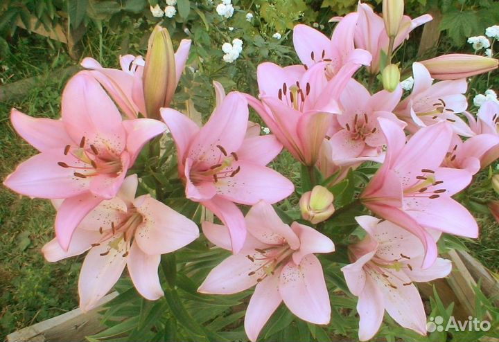 Рассада клубники