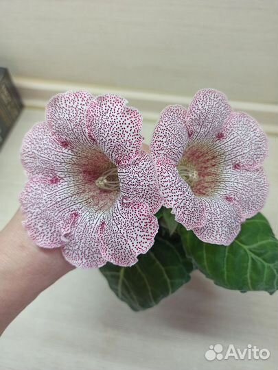 Глоксинии семена колокольчики