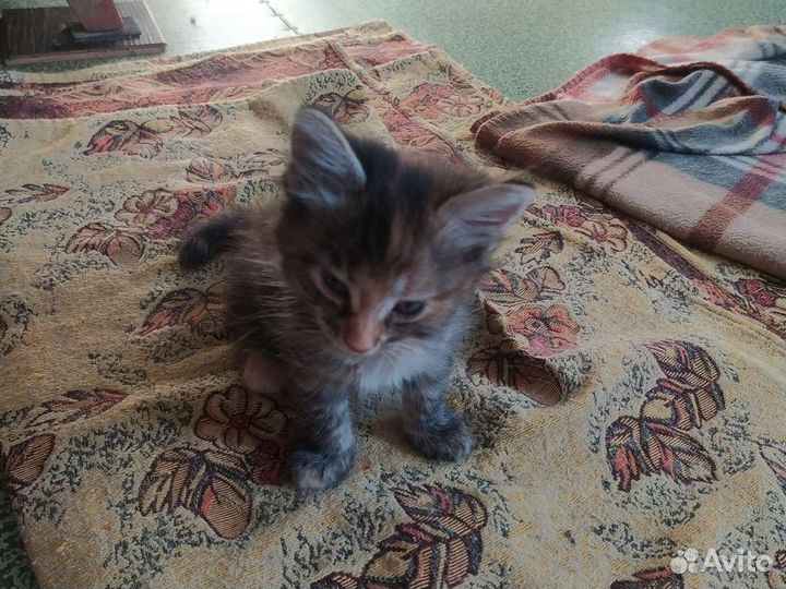 Котятки домашние 2 месяца