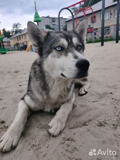 Найдена собака