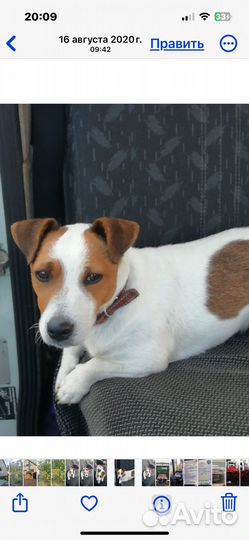 Вязка джек рассел терьер