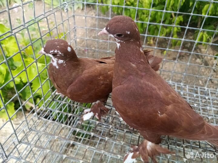 Голуби и кролики