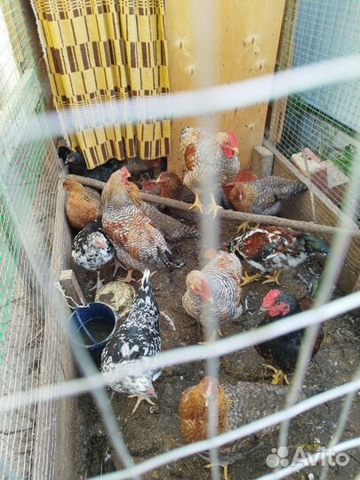 Инкубационное яйцо породных кур