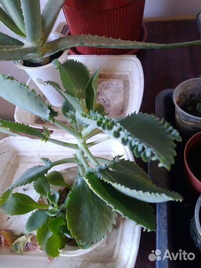 Каланхоэ лечебное