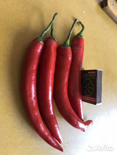 Рассада острого перца