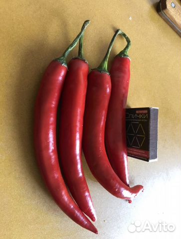 Рассада острого перца