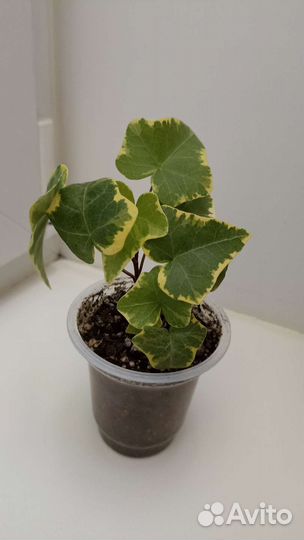 Плющ хедера