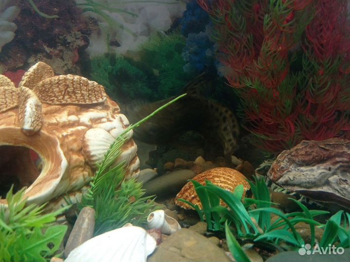 Продам сома перевëртыша 15см