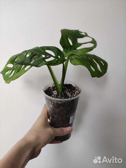 Монстера Адансона