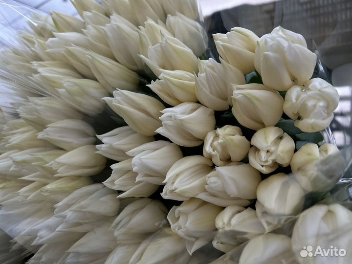 Тюльпаны оптом