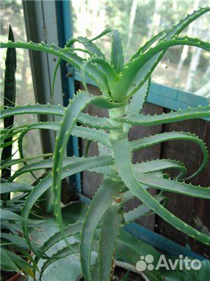 Кофе арав/Аукуба /Лавр /Фикус лиров,каучук/Руэллия