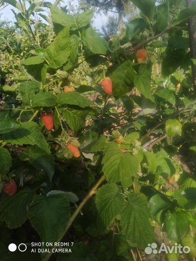 Саженцы малины 4 сортов