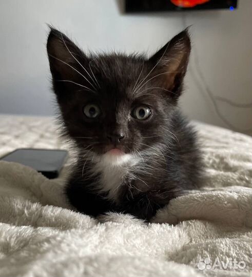 Отдам бесплатно котенка