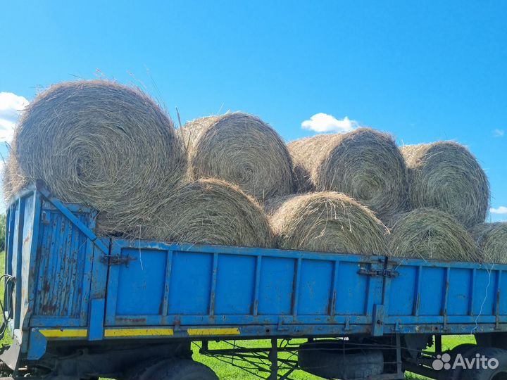 Продам сено в рулонах