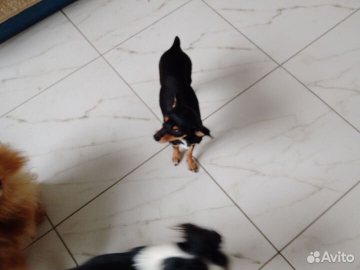 Миниатюра тойчки