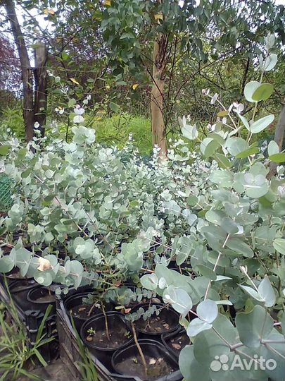 Саженцы эвкалипта