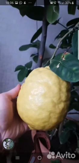 Лимонное дерево