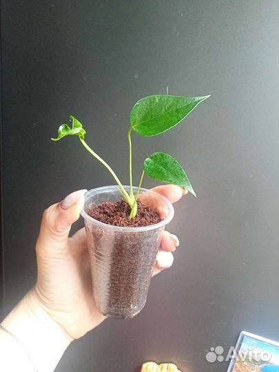 Антуриум ванилла