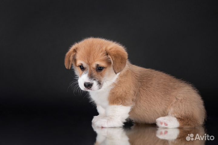 Вельш-корги щенки