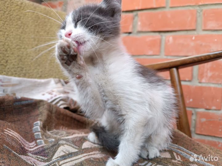 Котик в добрые руки