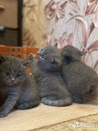 Британские котята