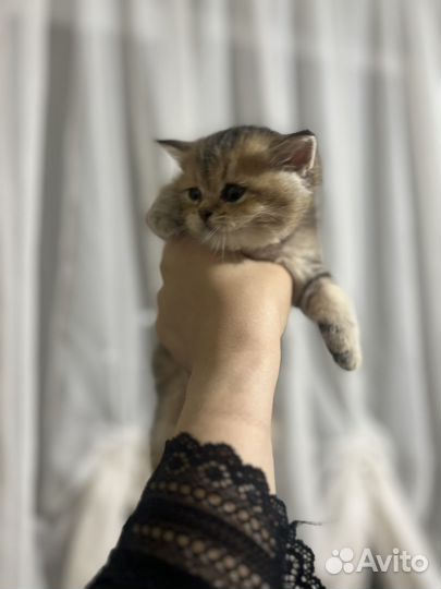 Продам котят