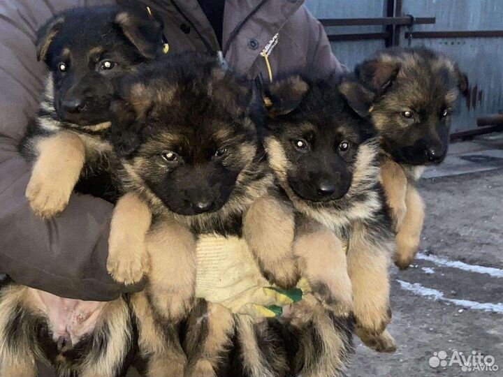 Щенки немецкой овчарки