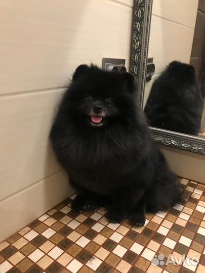 Померанский шпиц