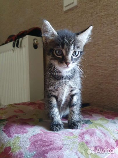 Отдам котят бесплатно