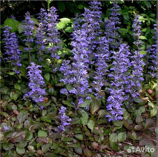 Многолетние почвопокровные. Маргаритки