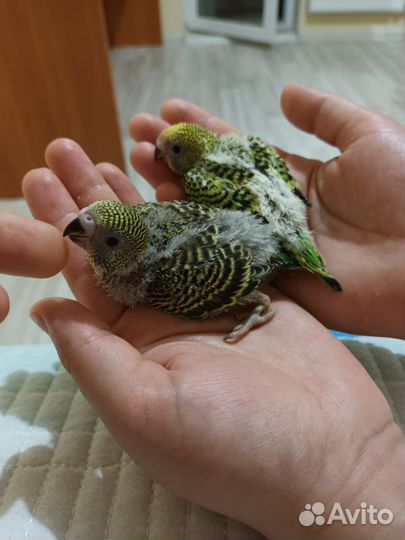 Волнистый попугай