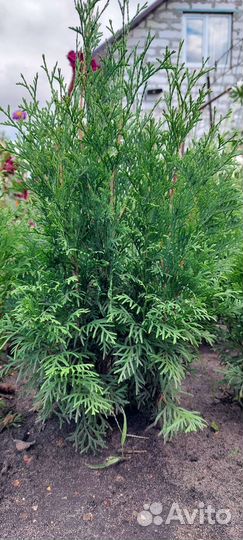 Туи пирамидальные