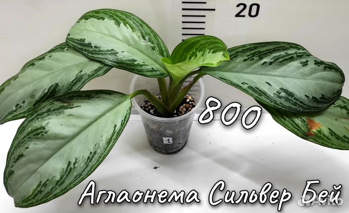 Аглаонема, Сциндапсус, Эпипремнум