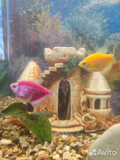 Аквариум с рыбками
