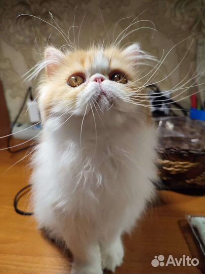 Персидская