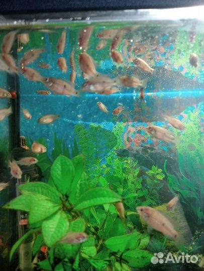 Аквариумные рыбки, цихлиды