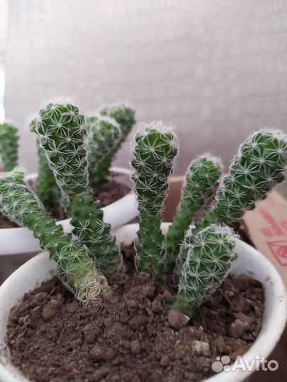 Кактус