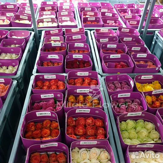 Эквадорская Роза 50-80см