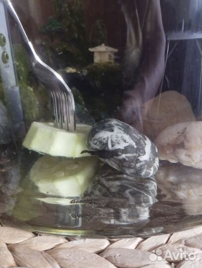 Сомики анциструсы(подростки)