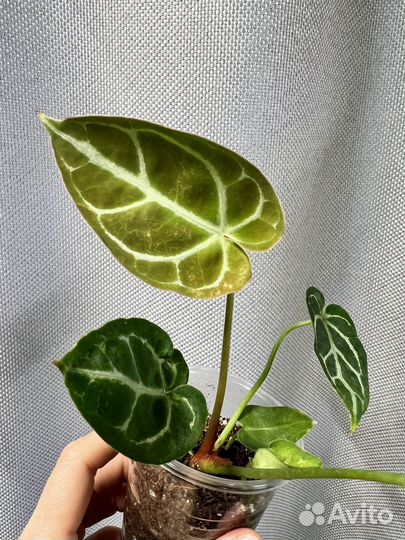 Комнатные цветы-антуриум