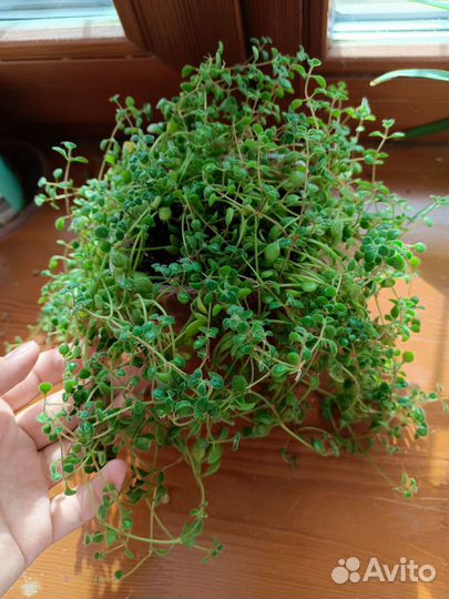 Солейролия