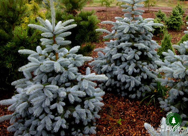 Голубая ель артикул L-997