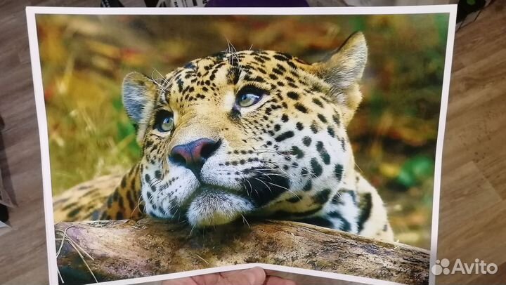 Цветной лазерный принтер HP 1025 2,6тс