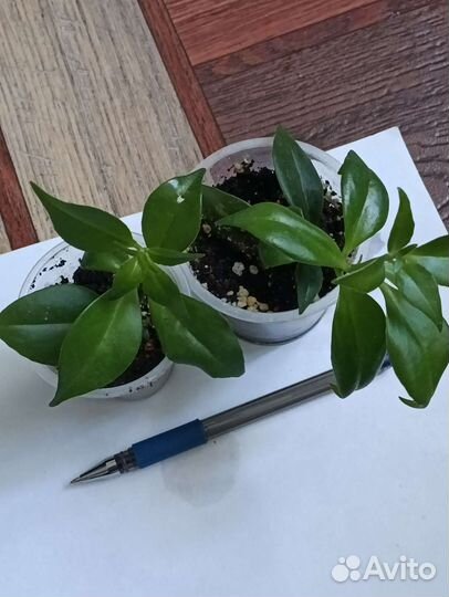 Гинура, эсхинантус