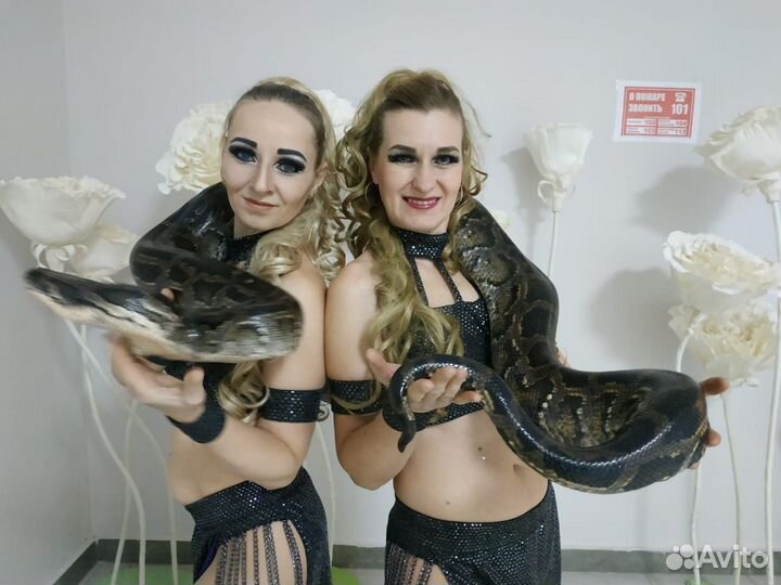 Дресерованные животные на ваш праздник