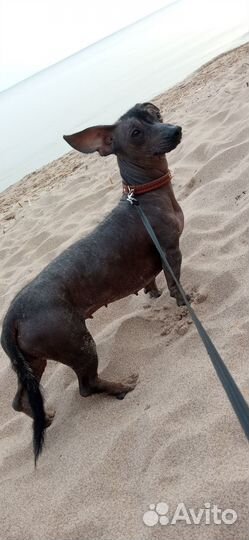 Щенки ксолоитцкуинтли