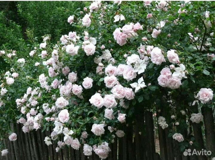Розы саженцы