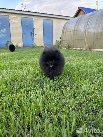 Померанский шпиц медвежьего типа